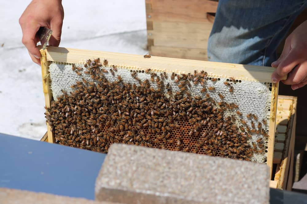Pollinators & Habitat Hunters 